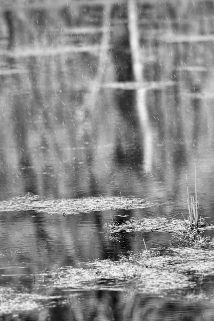 April 5, 2008: Canon 1D mark ii + Canon 300mm f2.8L IS @ f2.8 Average Temperature 45 ℉, .1" mixed Precipitation