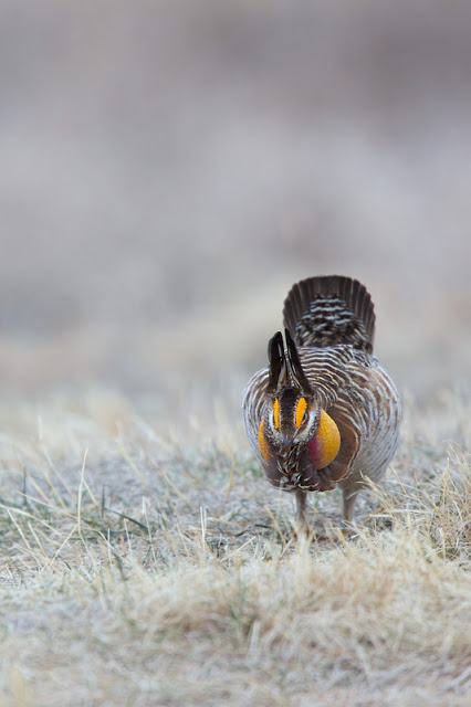Head On (Tympanuchus cupido) - Bluestem Prairie, MN Canon 5D mark iii + Canon 300mm f2.8L IS + Canon 1.4x Converter