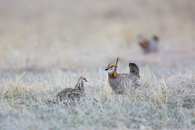 Truce (Tympanuchus cupido) - Bluestem Prairie, MN Canon 5D mark iii + Canon 300mm f2.8L IS + Canon 1.4x Converter
