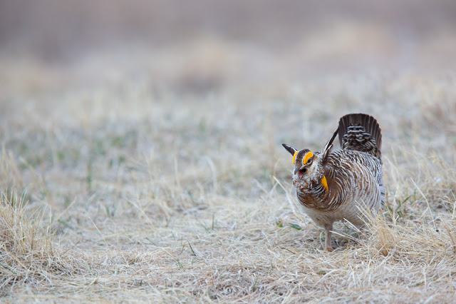 Get Out! (Tympanuchus cupido) - Bluestem Prairie, MN Canon 5D mark iii + Canon 300mm f2.8L IS + Canon 1.4x Converter