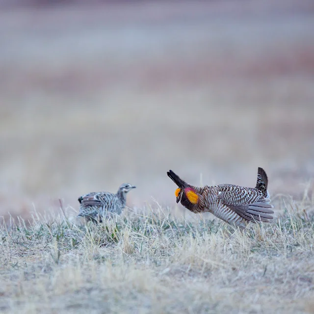 Choose Me! (Tympanuchus cupido) - Bluestem Prairie, MN Canon 5D Mark iii + Canon 300mm f2.8L IS + Canon 1.4x Converter