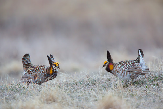 I Dare You to Cross the Line (Tympanuchus cupido) - Bluestem Prairie, MN Canon 5D Mark iii + Canon 300mm f2.8L IS + Canon 1.4x Converter