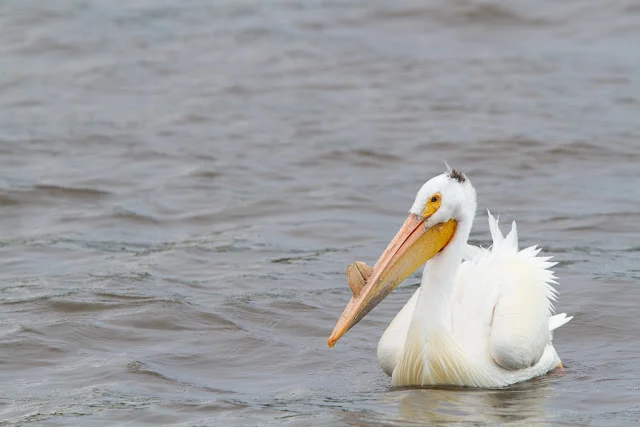 White Pelican (Pelecanus erythrorhynchos) - Minnesota River Canon 7D = Canon 300mm f2.8L IS + Canon 1.4x converter