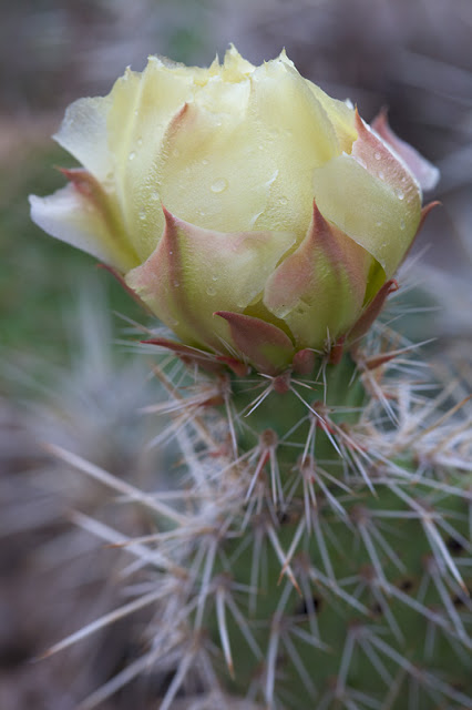 Opuntia in Bloom - Badlands National Park, South DakotaCanon 5D + Canon 100mm f2.8 USM Macro @ f7.1