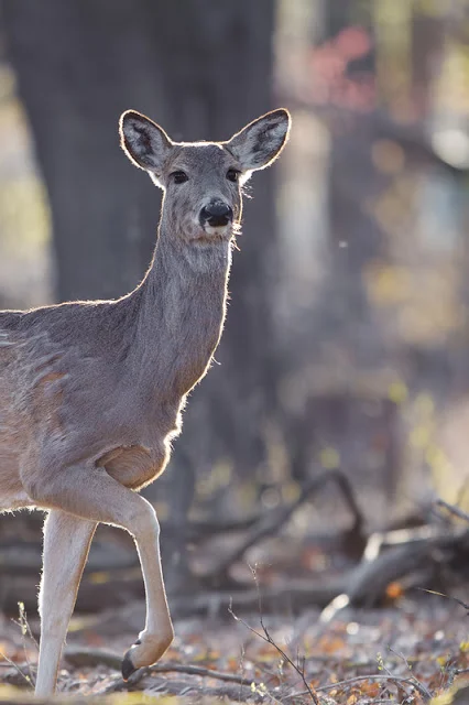 Backlit and Wary (Odocoileus virginianus) - Tamarack Nature Center, MN Canon 50D + Canon 300mm f2.8L I
