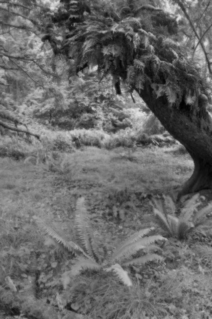 Dreaming of Ferns - Fern Canyon Redwood National Park :&nbsp;From Life in A VW Campervan 2007