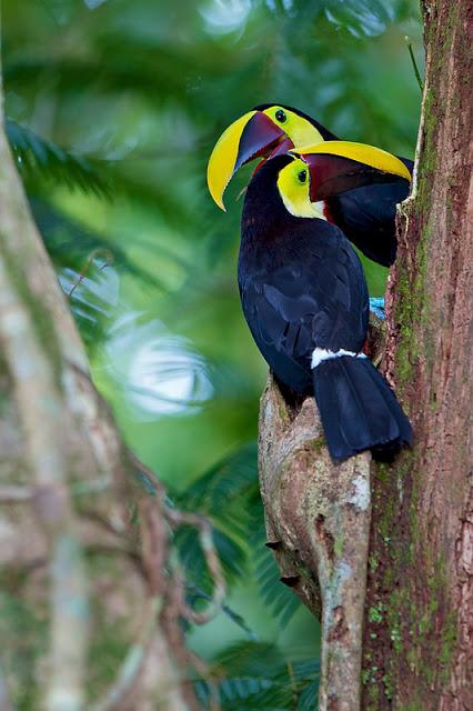 Not Stuttering... Two Toucans (Ramphastos ambiguus swainsonii) - Selva Verde, Costa Rica 2011 Canon 7D + Canon 300mm f2.8L IS