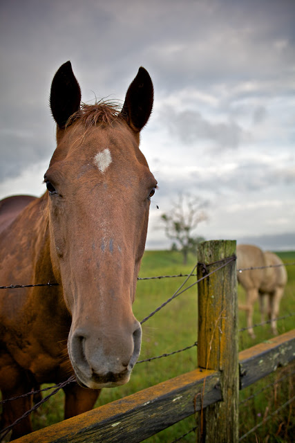 HorseTreeMG_1369.jpg