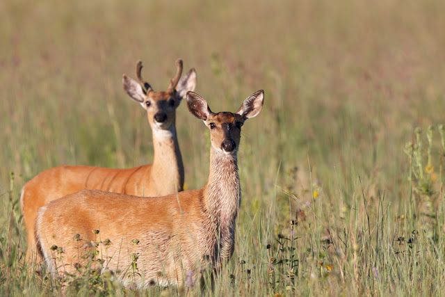 Deer_MG_4776BLG.jpg