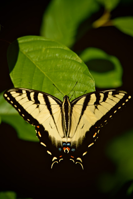 SwallowTailMG4928BLG.jpg