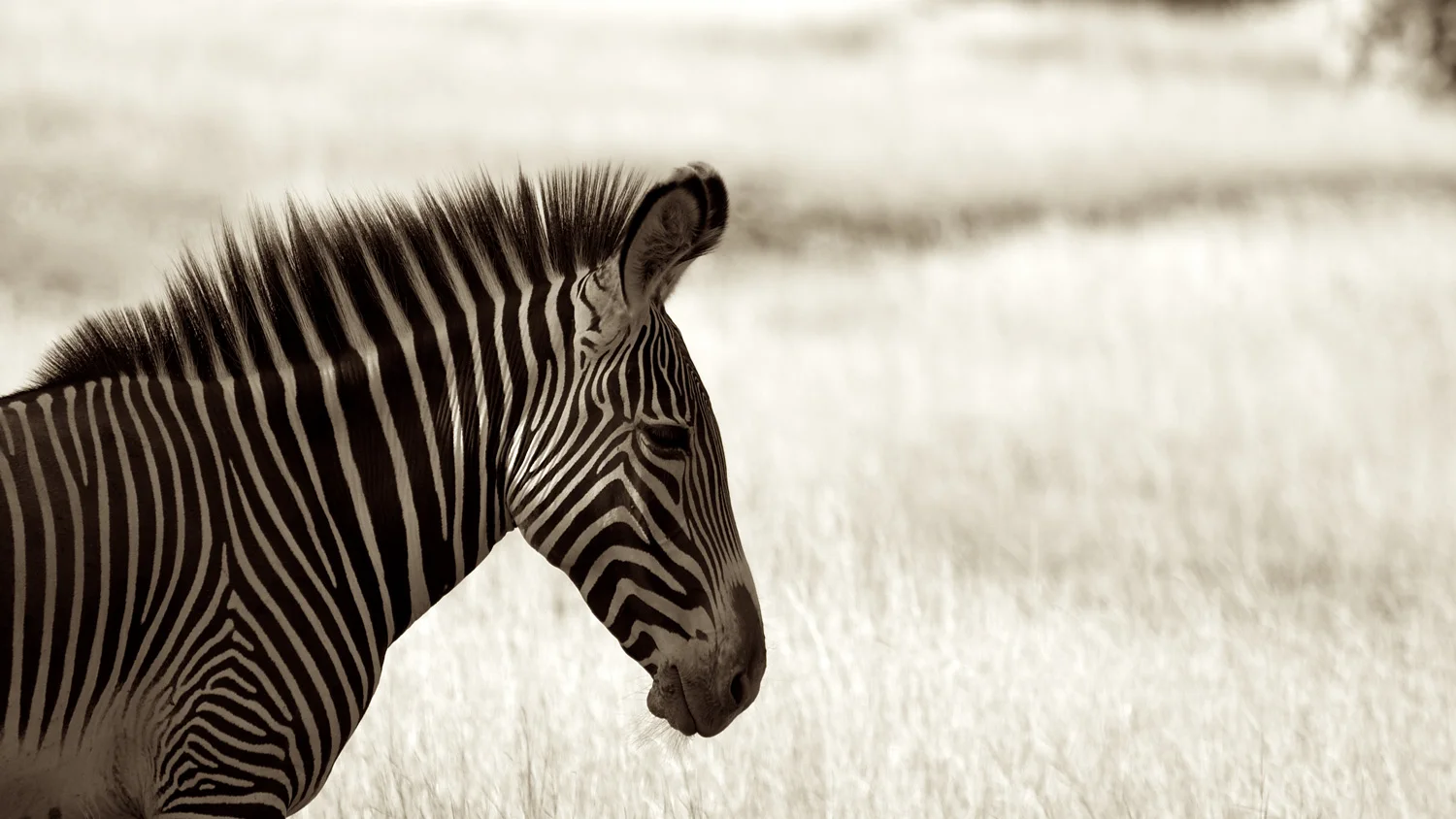 Zebra-G1-IMG_2262.jpg