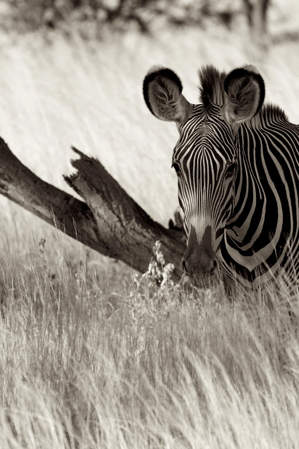 Zebra-G2_MG_2243.jpg
