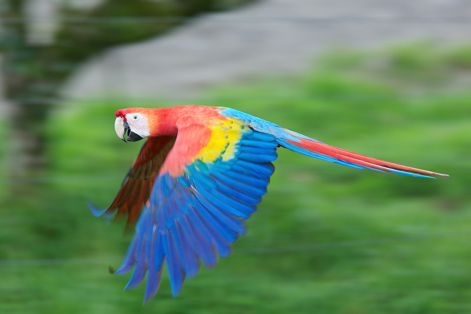 Macaw_93A4907.jpg