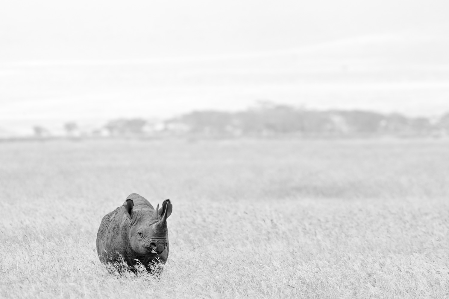 BlackRhino_B&W0092.jpg