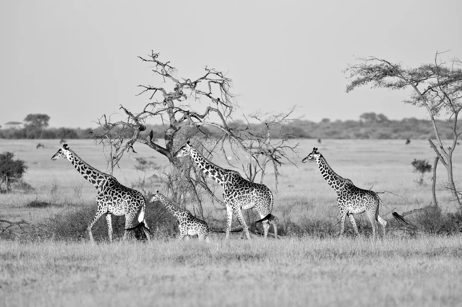 GiraffesFour0041.jpg