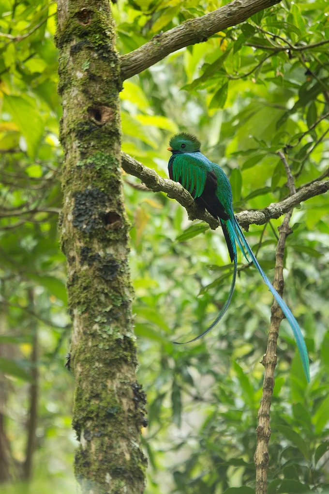 Quetzal002.jpg