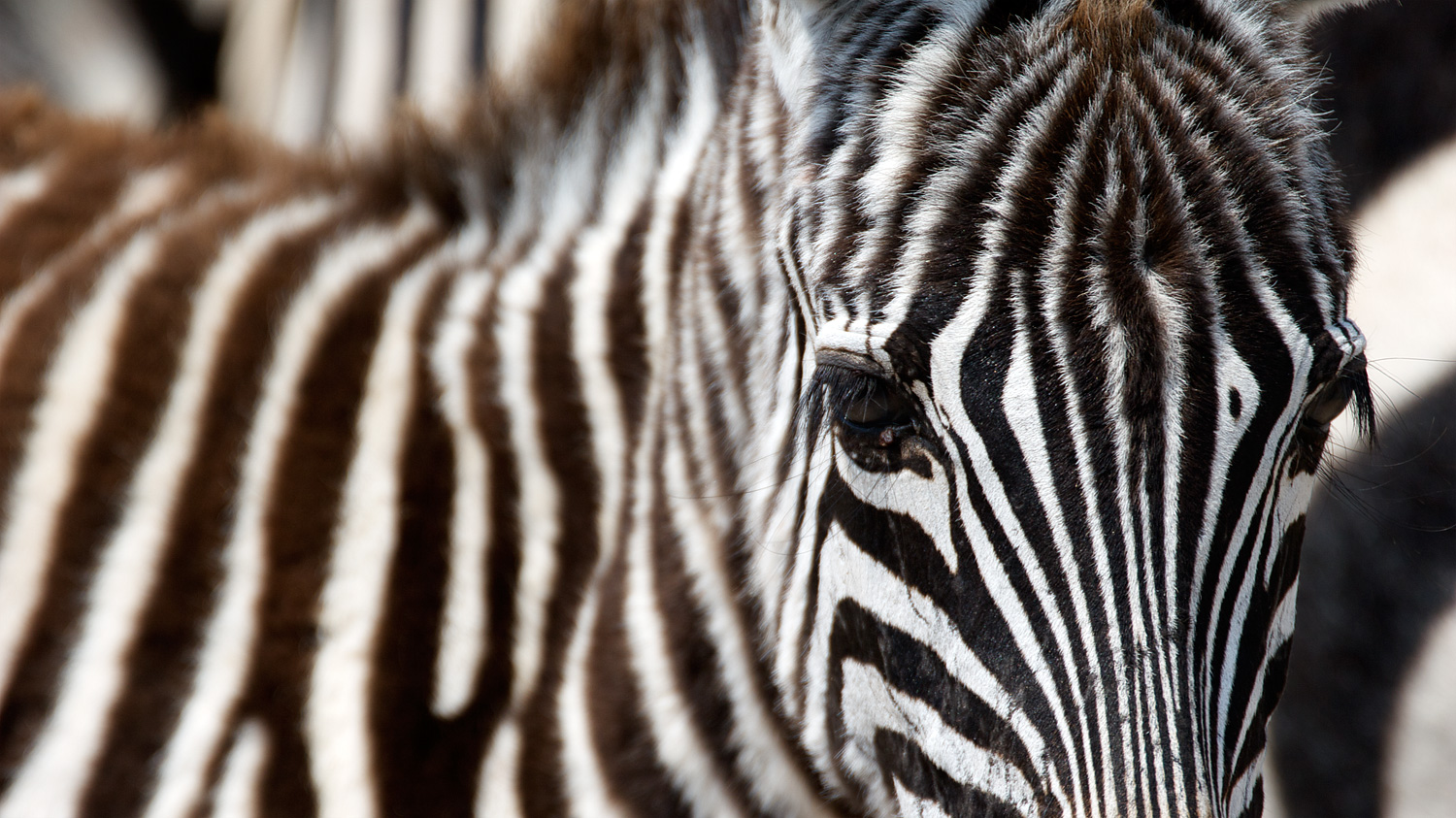 Zebra, Ngorongoro Crater