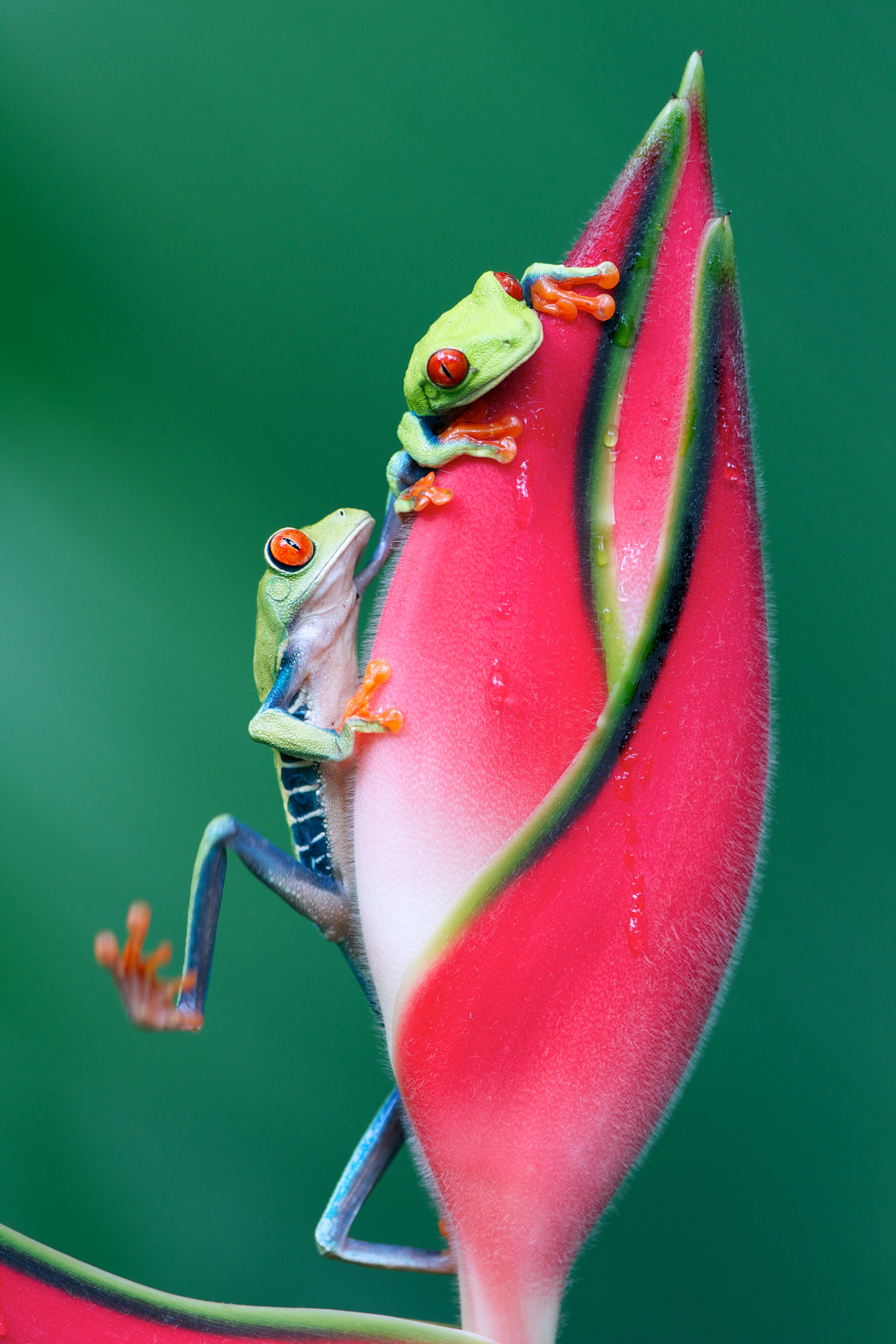 Red-eyed Tree Frog, Costa Rica