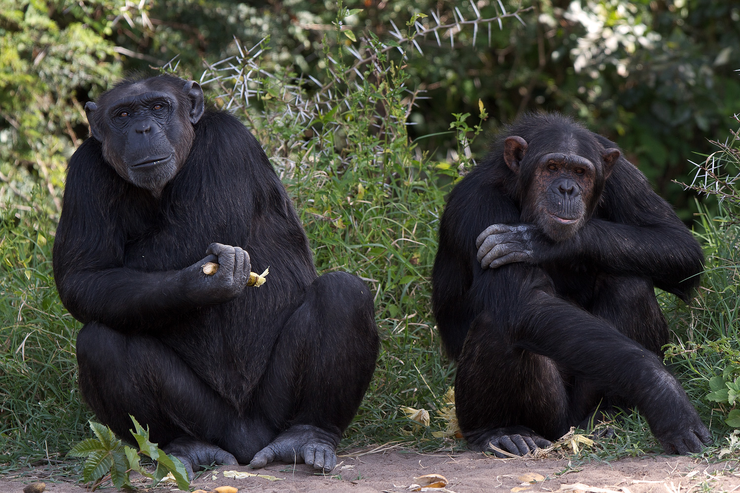 Chimpanzee_MG_2962.jpg