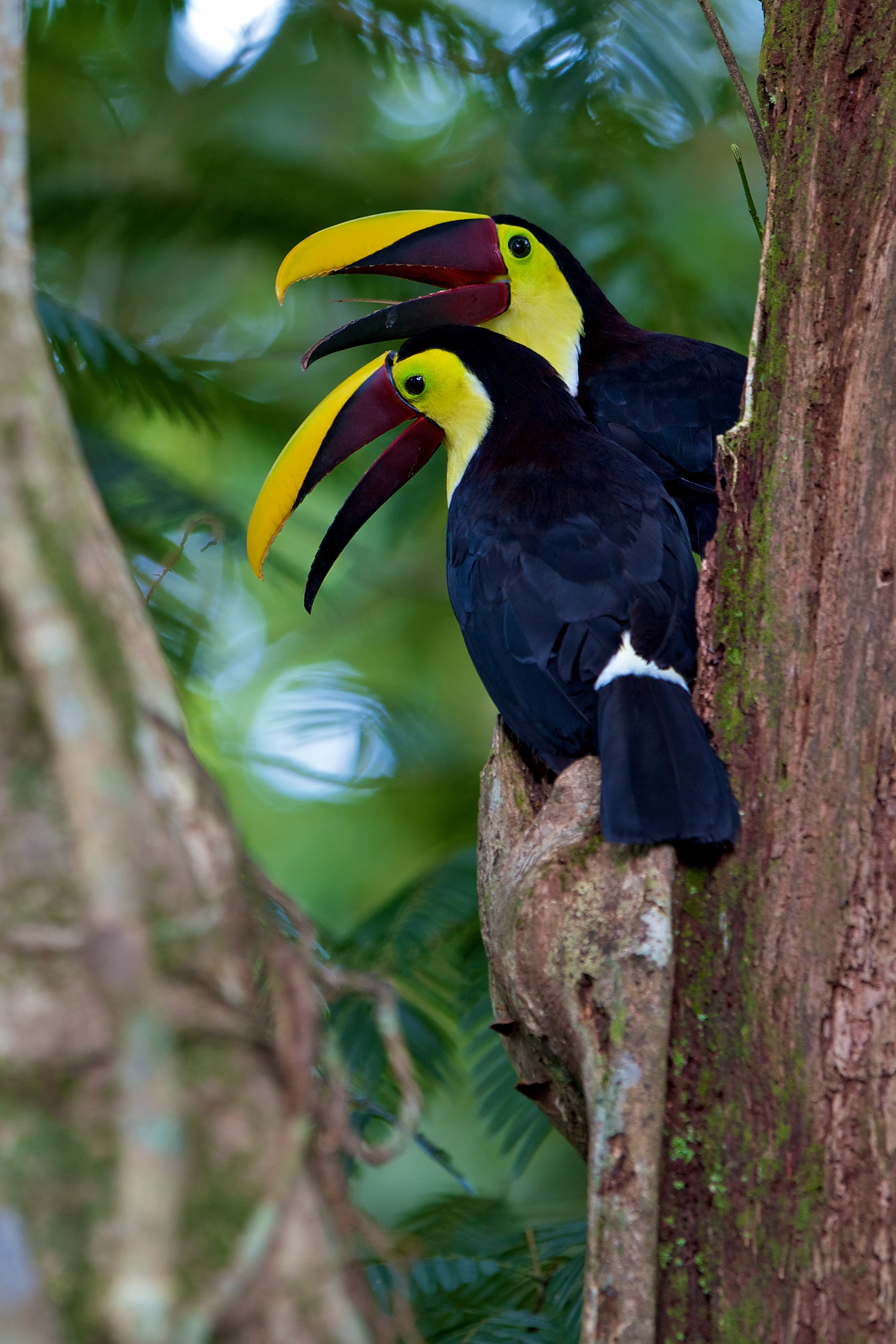 Toucan_MG_2785NR5.jpg