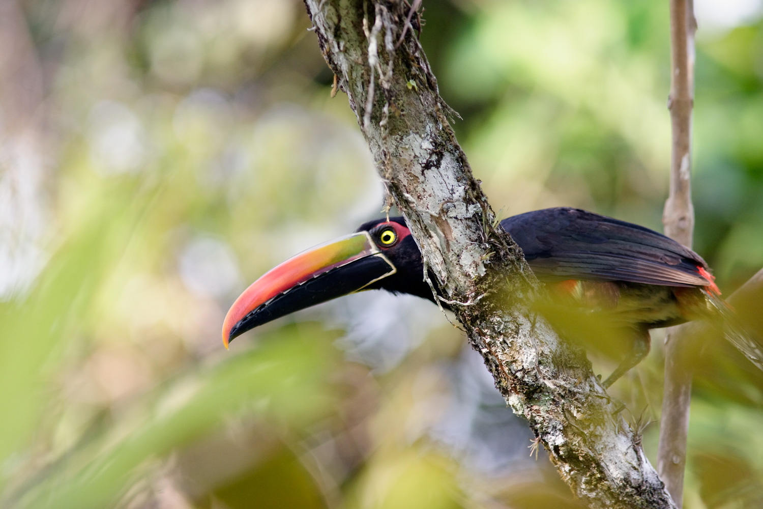 Aracari4157.jpg