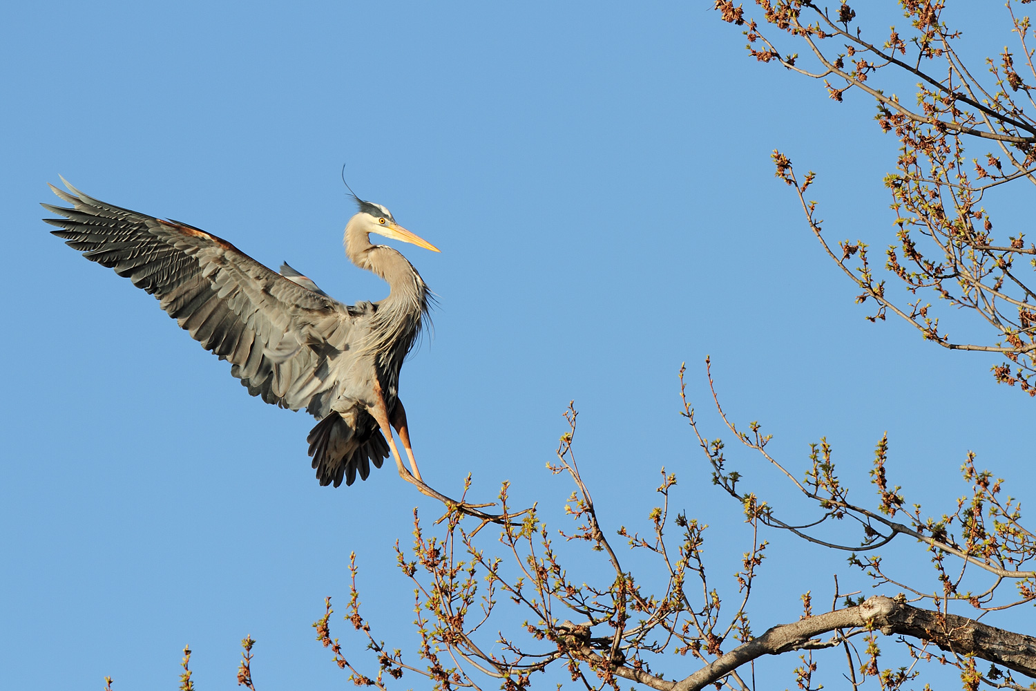 Heron_MG_1770.jpg