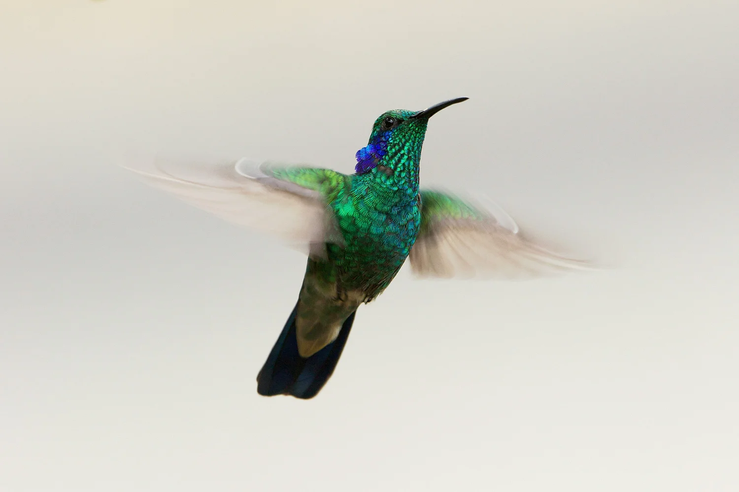 Green Violetear Hummingbird (Colibri thalassinus) - Savegre River, Costa Rica Canon 5D mark iii + Canon 300 f2.8IS L + Canon 2x mark iii