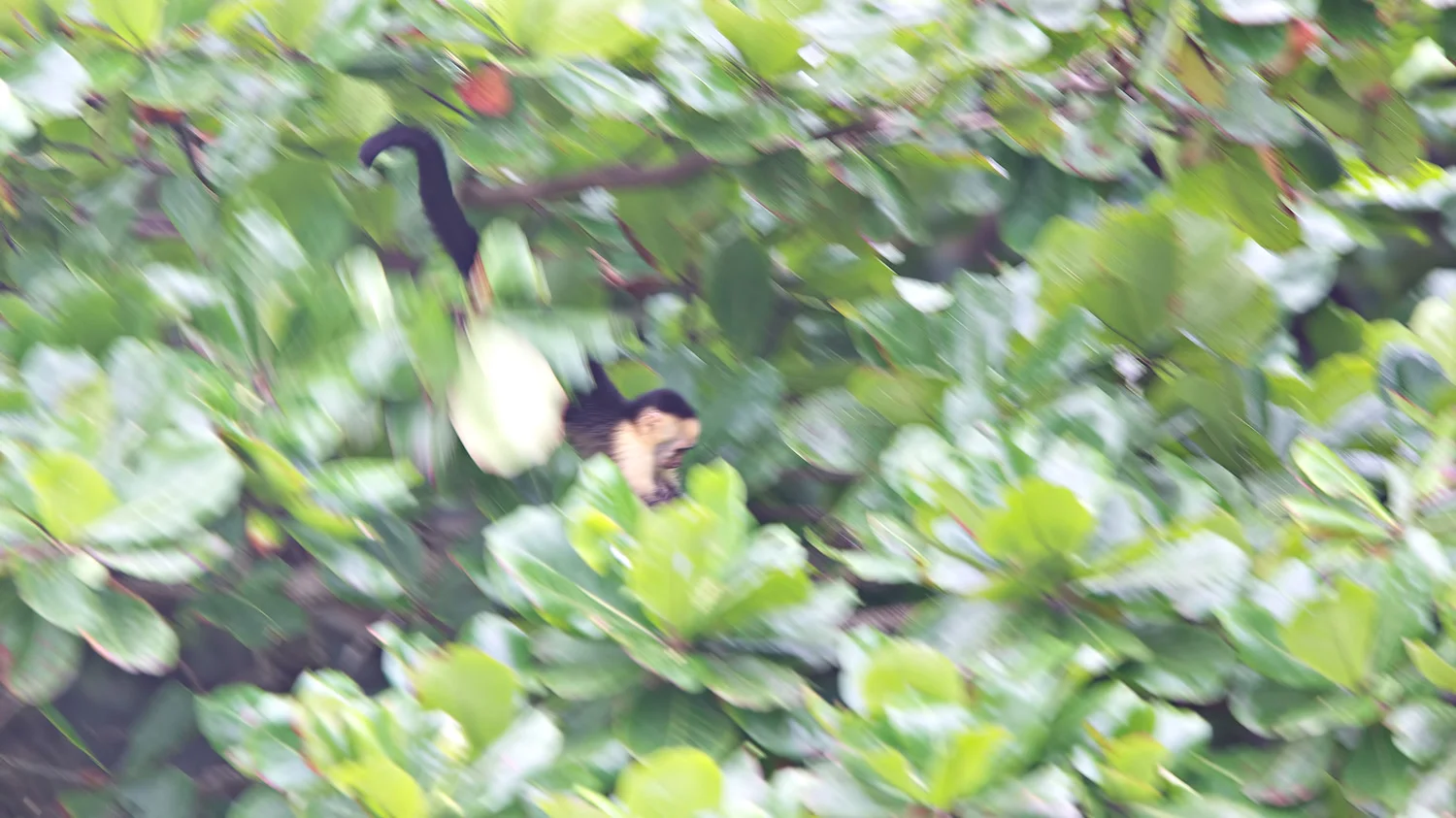 Flying Capuchin (Cebus capucinus) - Hacienda Baru, Costa Rica