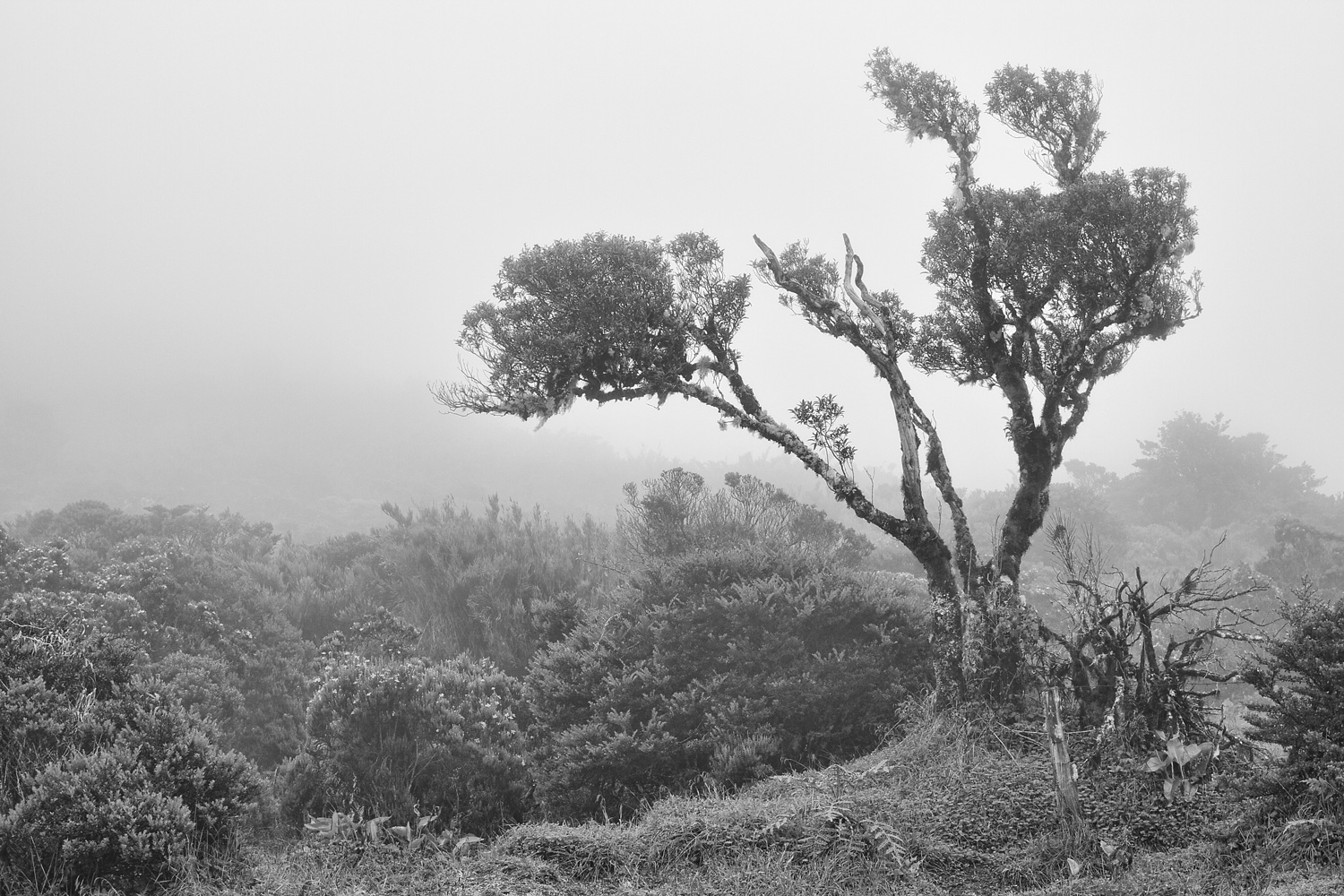 StuntedCloudForest_MG_3652.jpg