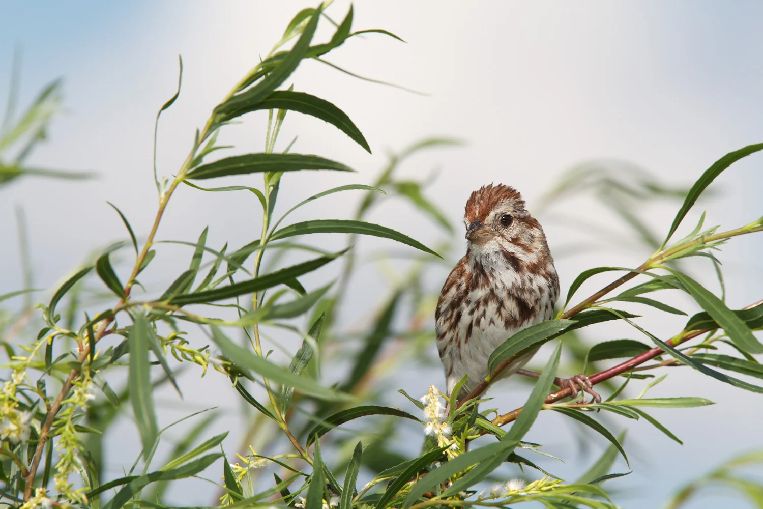 The Singer - (Melospiza melody) , Chippewa Prairie Preserve, MN Canon 5D mark III + Canon 300mm f2.8IS L