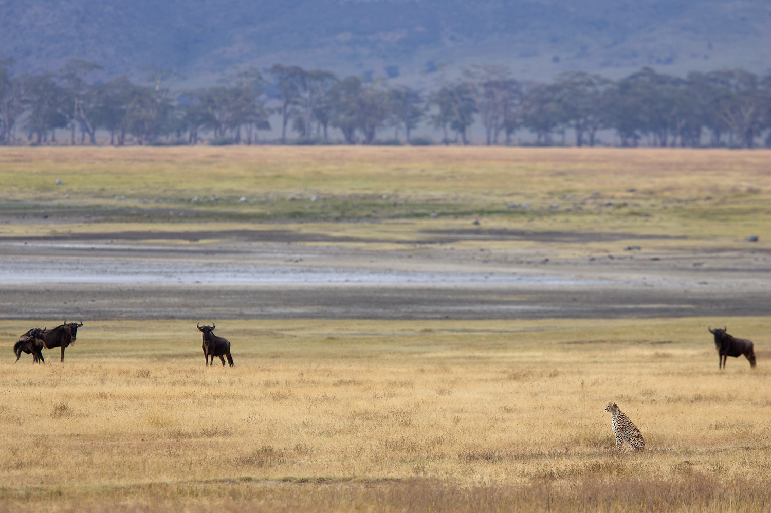 Cheetah Watching, Ngorongoro Crater
