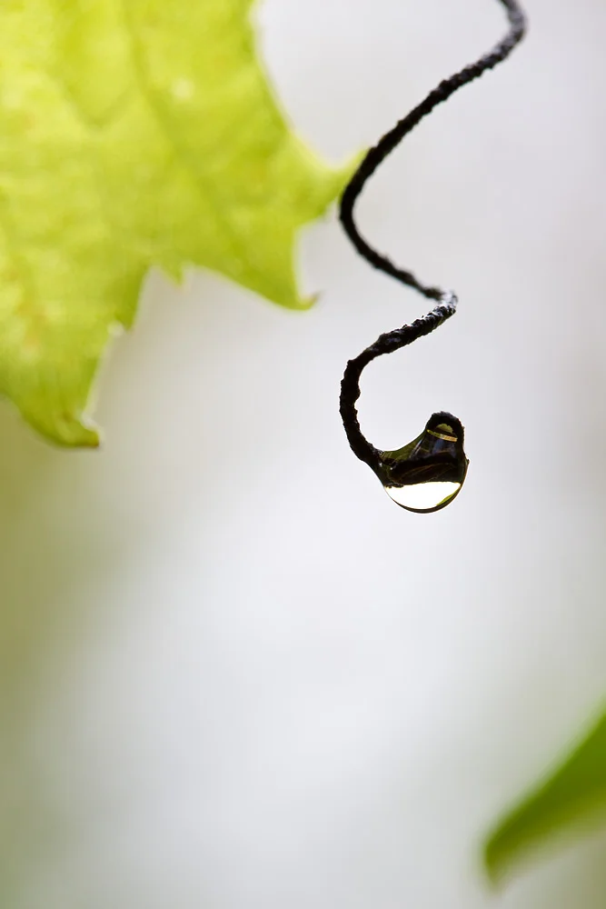  Corkscrew - Pine Point County Park, MN