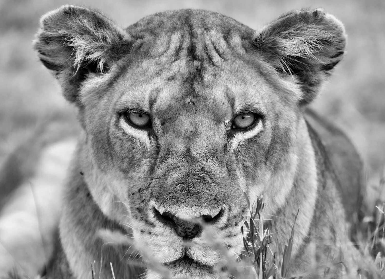 Lioness Stares ( Panthera leo )- Serengeti National Reserve, Tanzania 