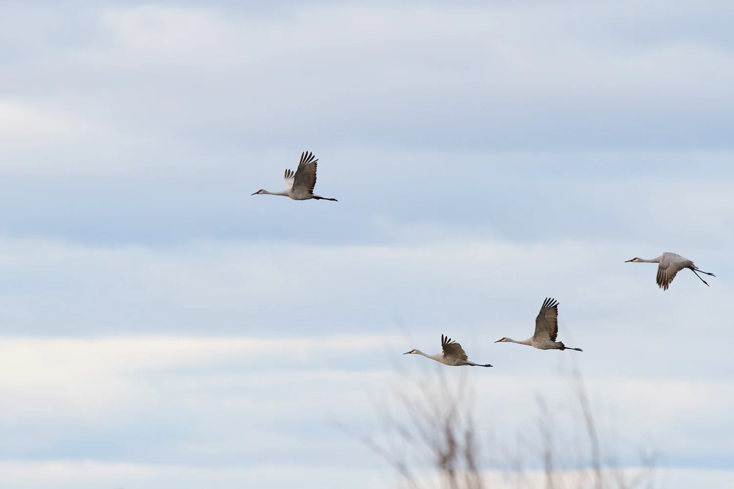 Flying to Roost ( Grus canadenis ) - Crex Meadows Wildlife Management Area, WI