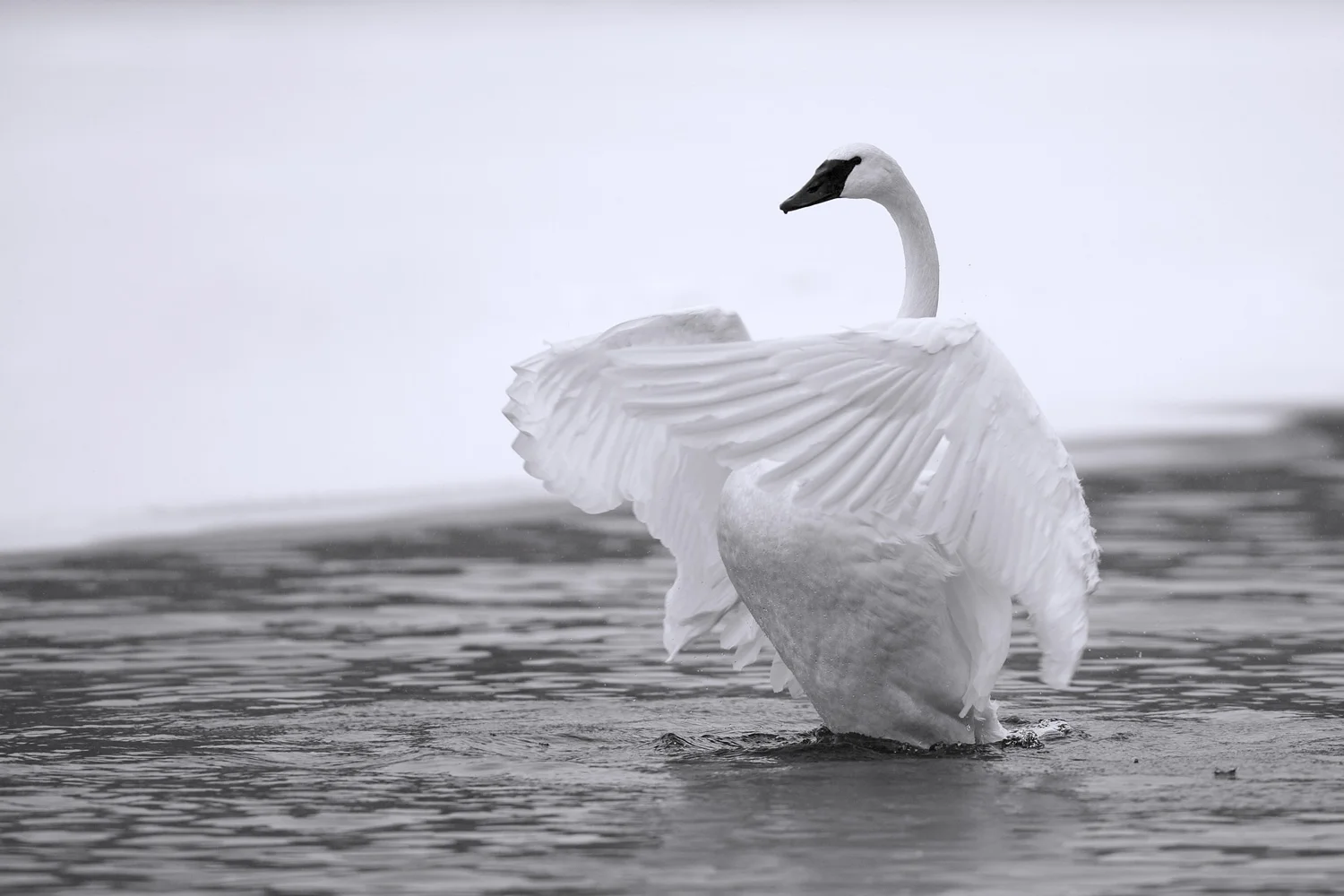 White as Snow - Trumpeter Swan (Cygnus buccinator) Canon 5D Mark III + Canon 300mm f2.8L IS