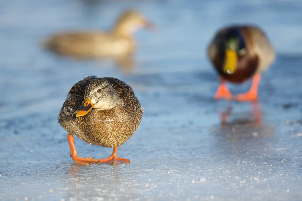 Hen and Drake Canon 5D Mark III + Canon 300mm f2.8L IS