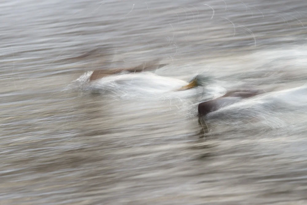 Mallards Landing II Canon 7D + Canon 300mm f2.8L IS, ISO 100, 1/4 second, f/16
