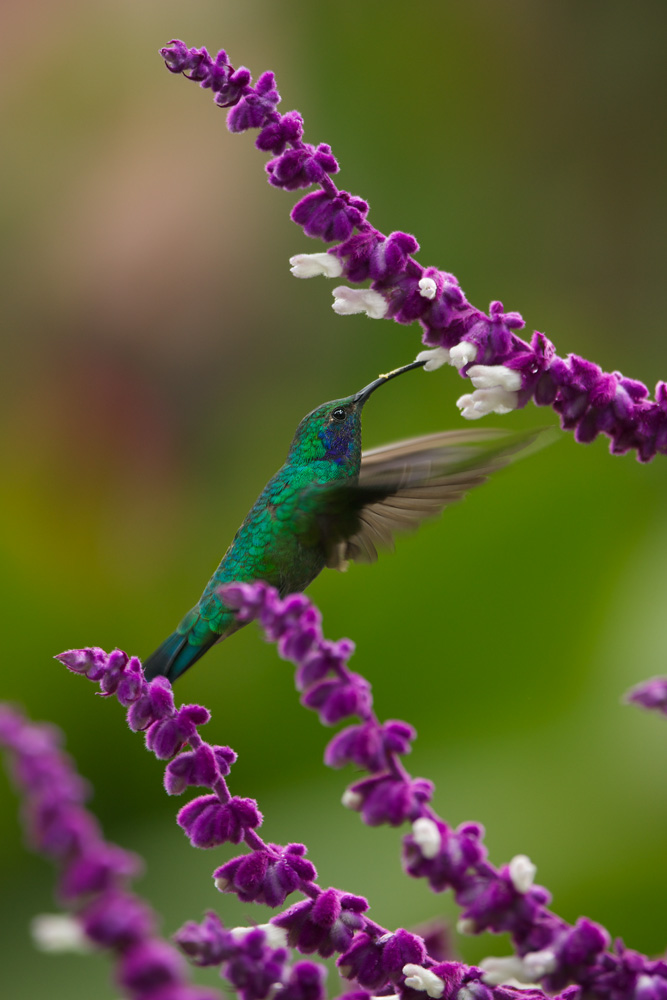 GreenVioletEar_93A8608.jpg