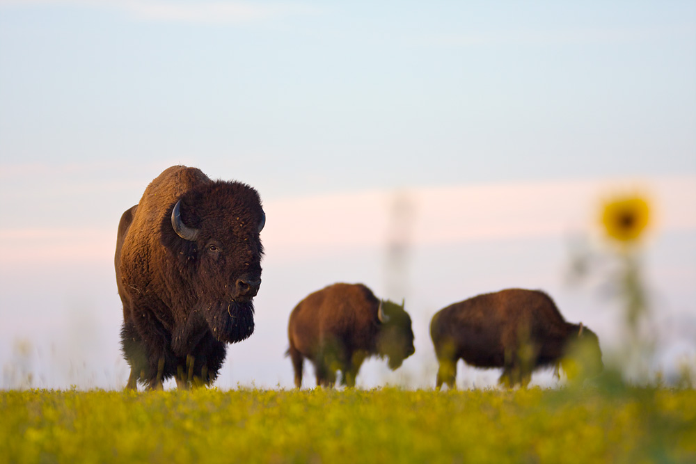 bison_IMG_1402.jpg