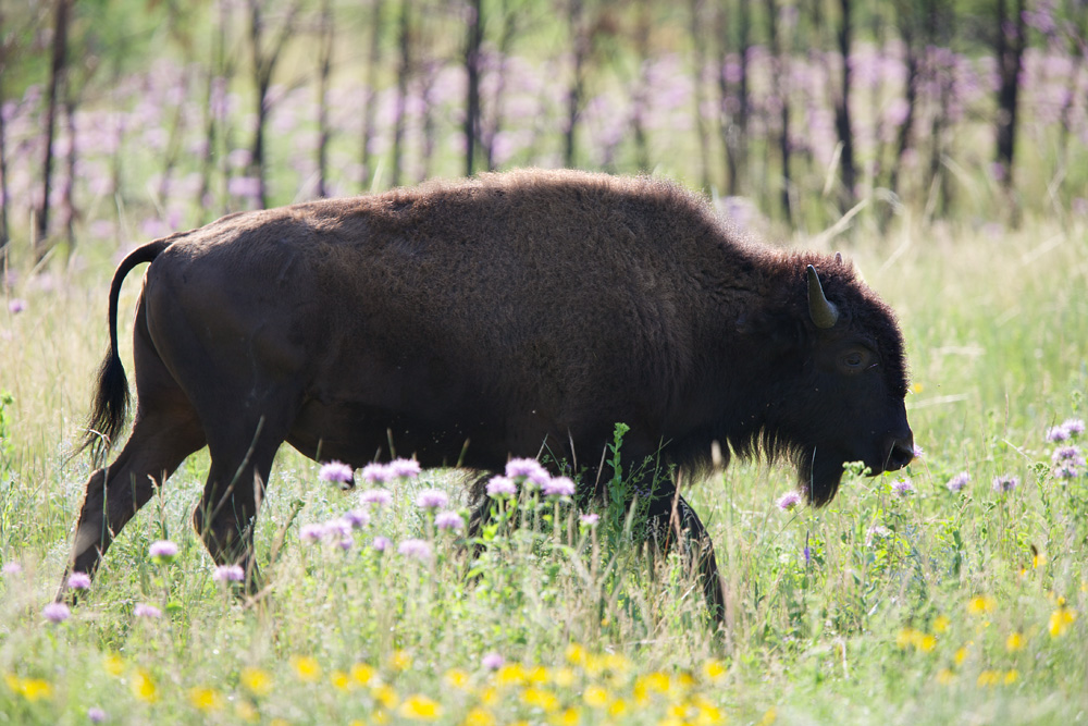 bisonIMG_8682.jpg