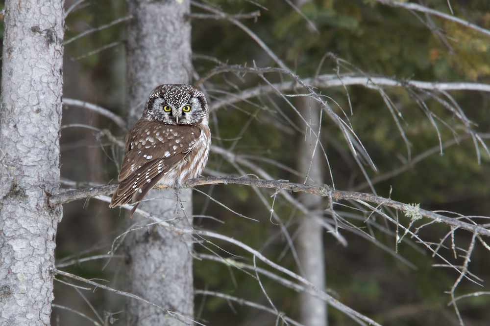Boreal Owl (5 ℉)