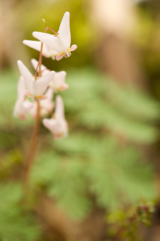Dutchman's Breeches ( Dicentra cucullaria) : Fairy Falls Trail - Stillwater, MN It is a rare opportunity to see a forest ephemeral. This species holds its bloom for about 48 hours and them begins to lose its integrity. To produce this image, I lowered the tripod down into a muddy river bank and set my 100mm macro lens to f4.0 in order to minimize the depth of field and reduce the detail of distracting leaves in the background. By focusing on such a tiny portion of the flower, the bloom takes on a 3-dimensional character.