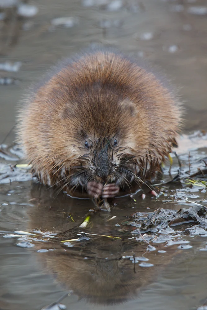 Muskrat (Ondatra zibithecus) Feast - Stillwater, Minnesota Canon 7D + Canon 300mm f2.8L IS @ f/2.8