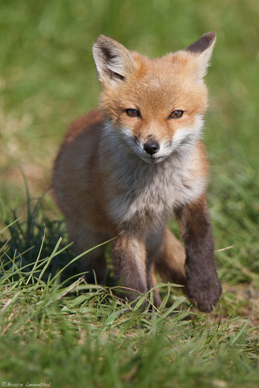 Curious as a Fox (Vulpes fulva) : Southeast Minnesota Canon 7D + Canon 300mm f2.8 IS L + Canon 1.4X mark I @ f/4.0