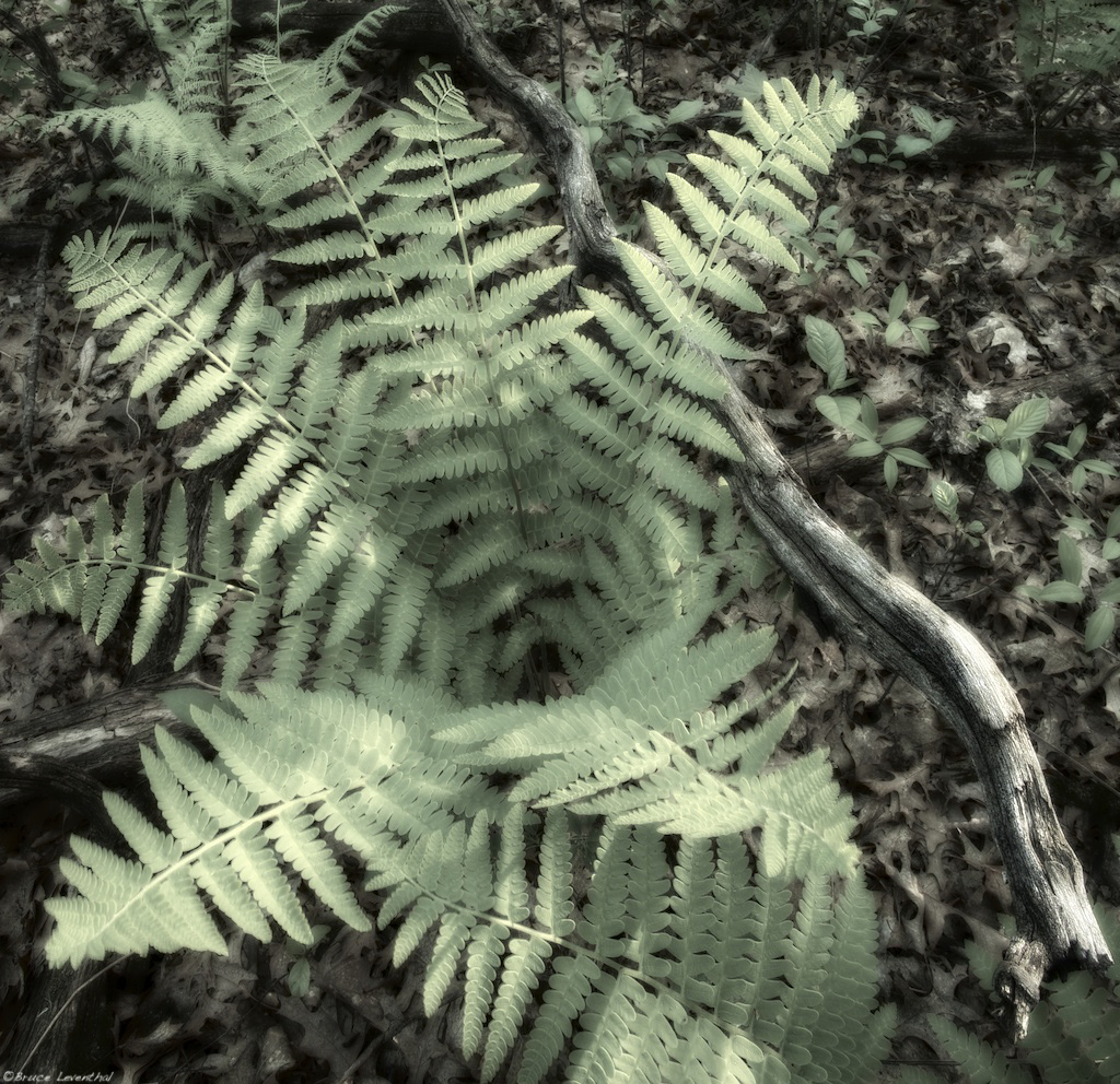 Fern Dreams - Tamarac Nature Center, Minnesota