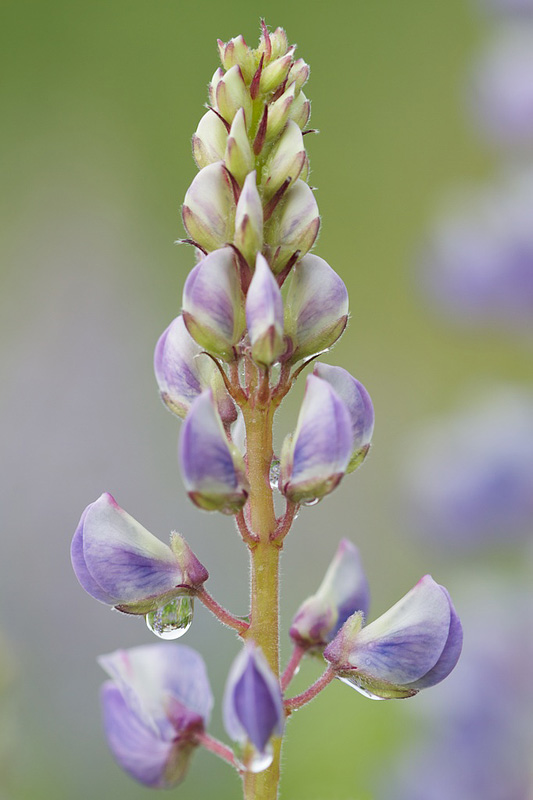 Lupinus perennis - Wild Lupines in the Rain Canon 5D mark III + Canon 100mm Macro USM