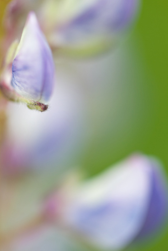 Lupinus perennis - Wild Lupines in the Rain Canon 5D mark III + Canon 100mm Macro USM