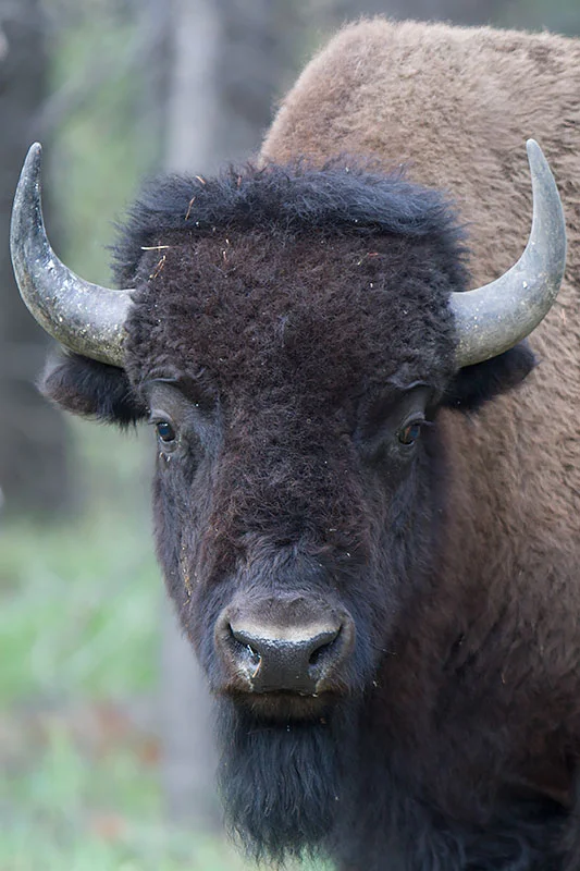 Portrait of an American - Yellowstone National Park Canon 7D + Canon 300mm f2.8L IS