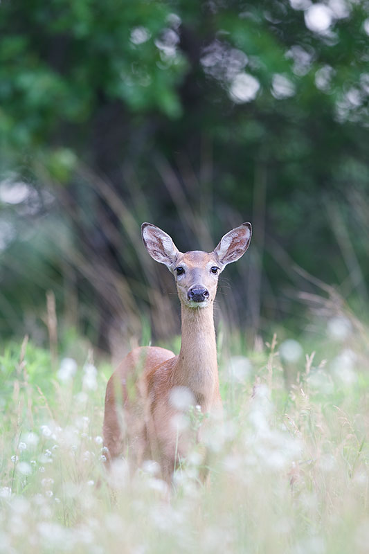 Summer Doe - Tamarac Nature Center, MN Canon 1D mark iii + Canon 300mm f2.8L IS
