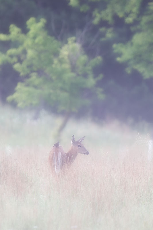 Party for Two - Tamarac Nature Center, MN Canon 1D mark iii + Canon 300mm f2.8L IS